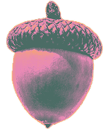 acorn