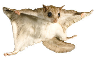 flying-squirrel